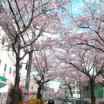 大泉学園通りの桜並木